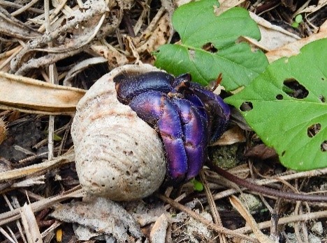 ムラサキオカヤドカリ