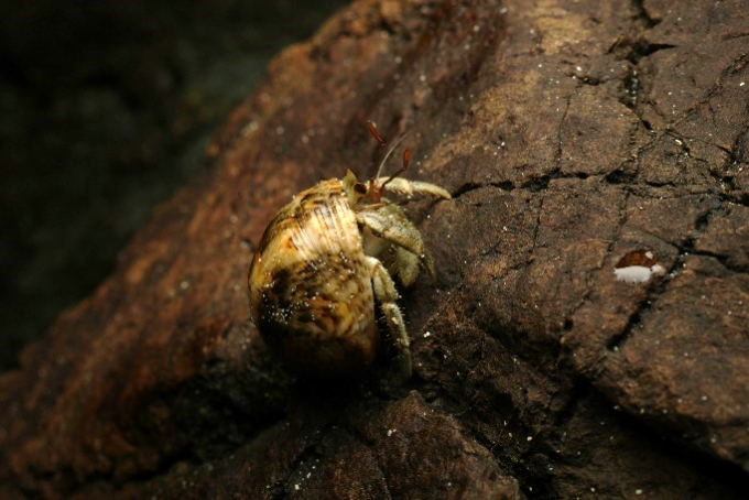 ナキオカヤドカリ