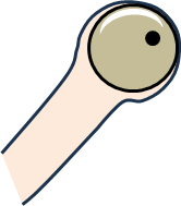 海のヤドカリの目(先端が丸い)