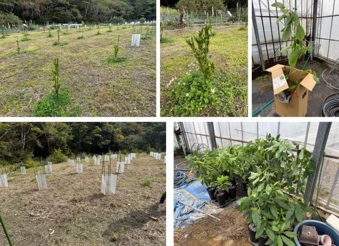 瀬戸内町果樹産地育成助成事業