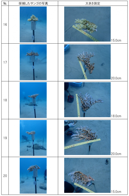 R6サンゴ養殖事業（施工後）