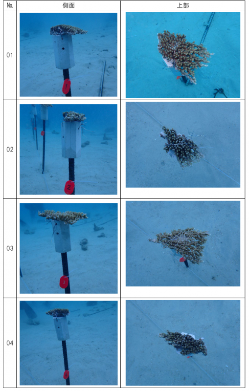 R7サンゴ養殖事業（施工後）