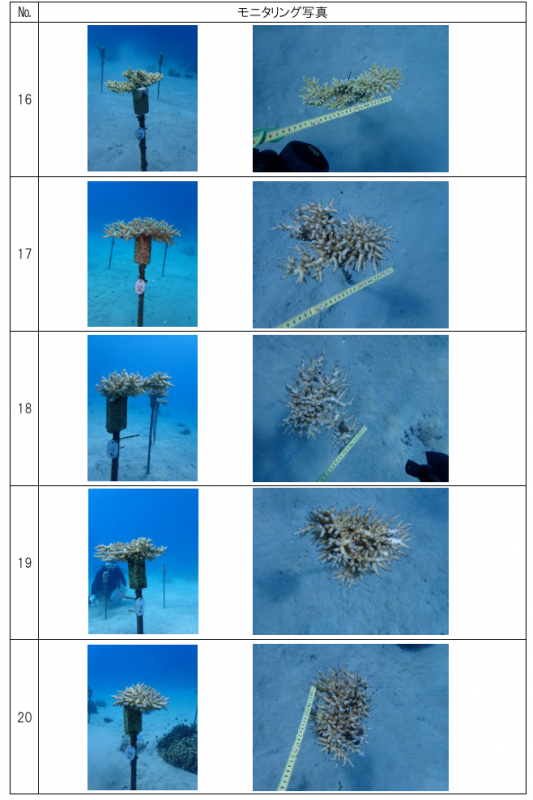 R7サンゴ養殖事業（R6養殖サンゴモニタリング）